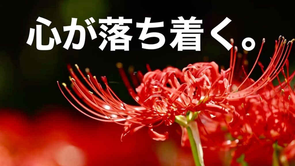 【秋のリラックス音楽】心穏やかに過ごすための優しい癒しBGM｜ストレス・不安を和らげる｜睡眠・作業用