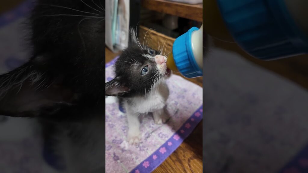 一生懸命ミルクを飲む姿が天使すぎる… #子猫 #猫 #癒し