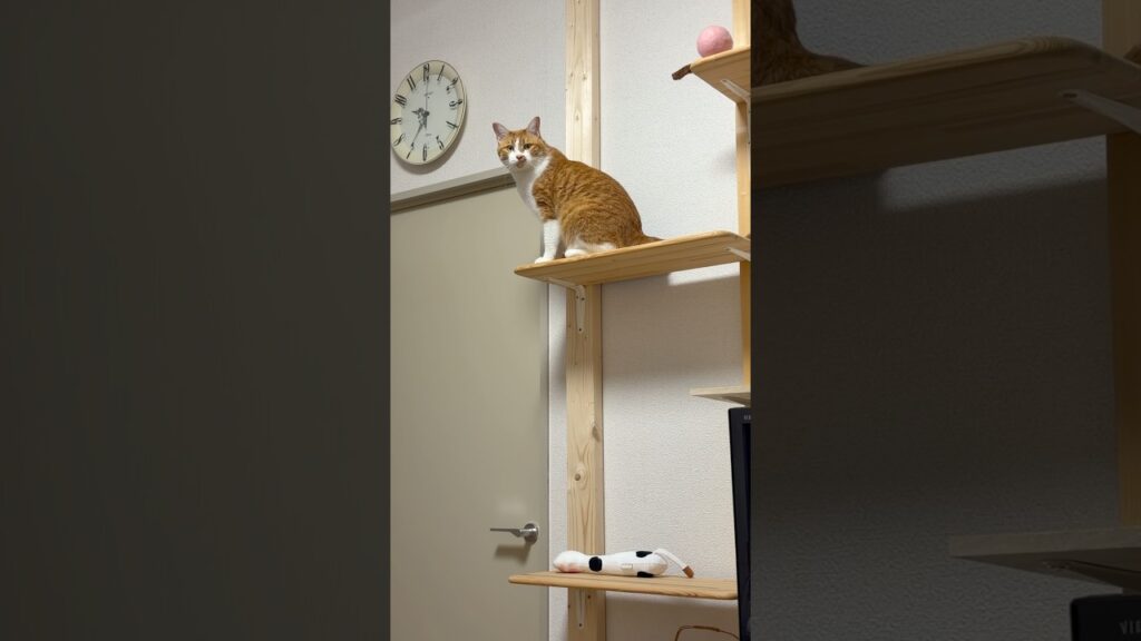 何でも蹴散らす漢玉次郎😅#ねこ #猫 #癒し #玉ちゃん #shorts