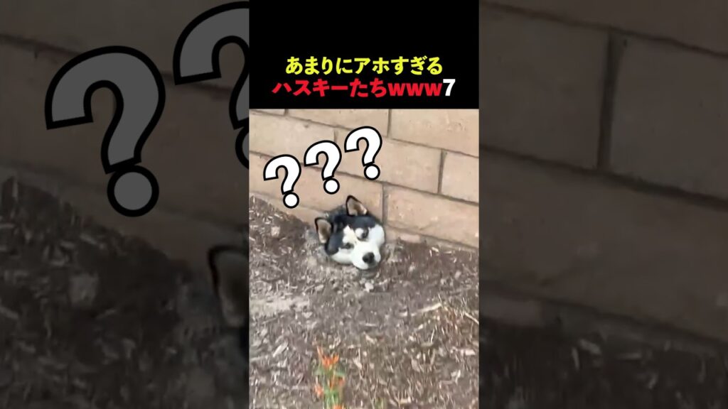 あまりにもアホすぎるハスキーたちwww7 #動物 #かわいい #面白動画 #ショート #shorts #癒し #ハスキー #犬
