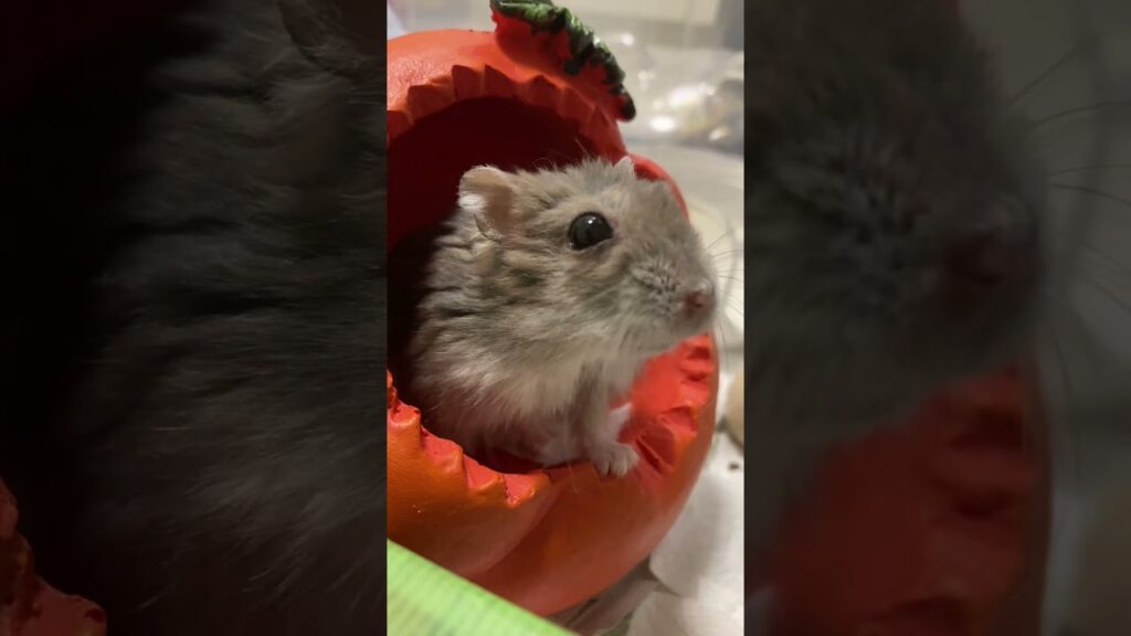 かぼちゃの家🎃気に入ってます。#ハムスター#もぐ#癒し