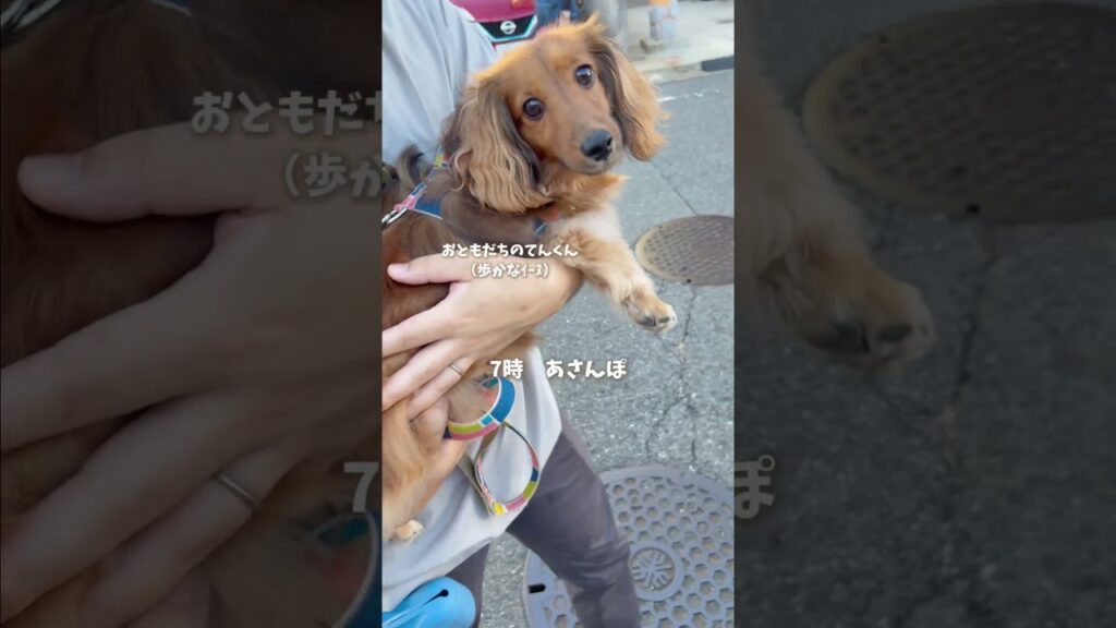 最近の朝ルーティン  #キャバリア#犬のいる暮らし #癒し #犬動画