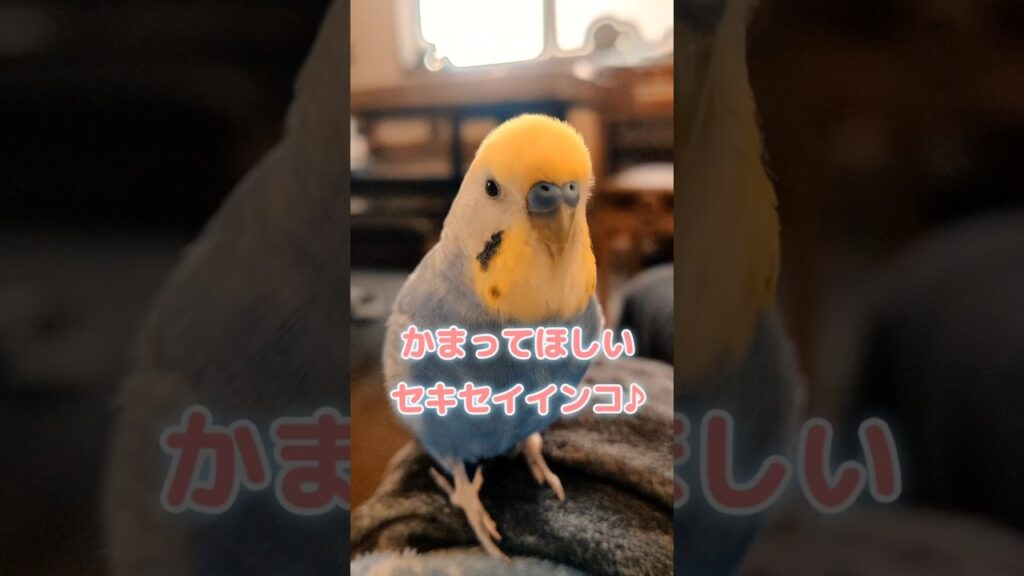 【かまってほしいトリ♡】#shorts #セキセイインコ #インコ #かまってちゃん #おつかれsummer #かわいいトリ#鳥のいる生活 #癒し #甘えんぼう#かまってかまって