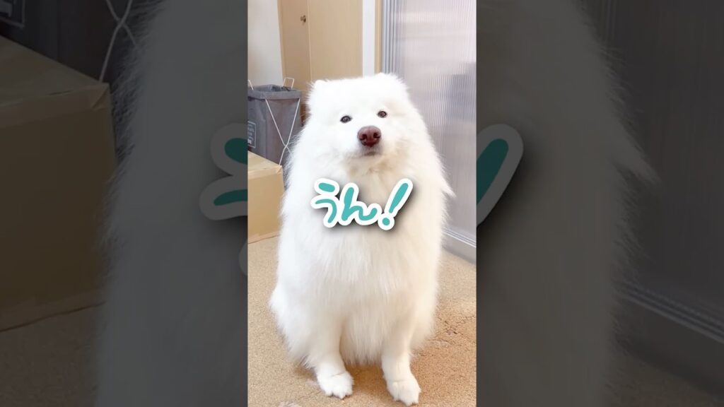 【喋る犬】デスク横のかわい子ちゃん「しつこい」と怒ってます  #samoyed #サモエド #癒し