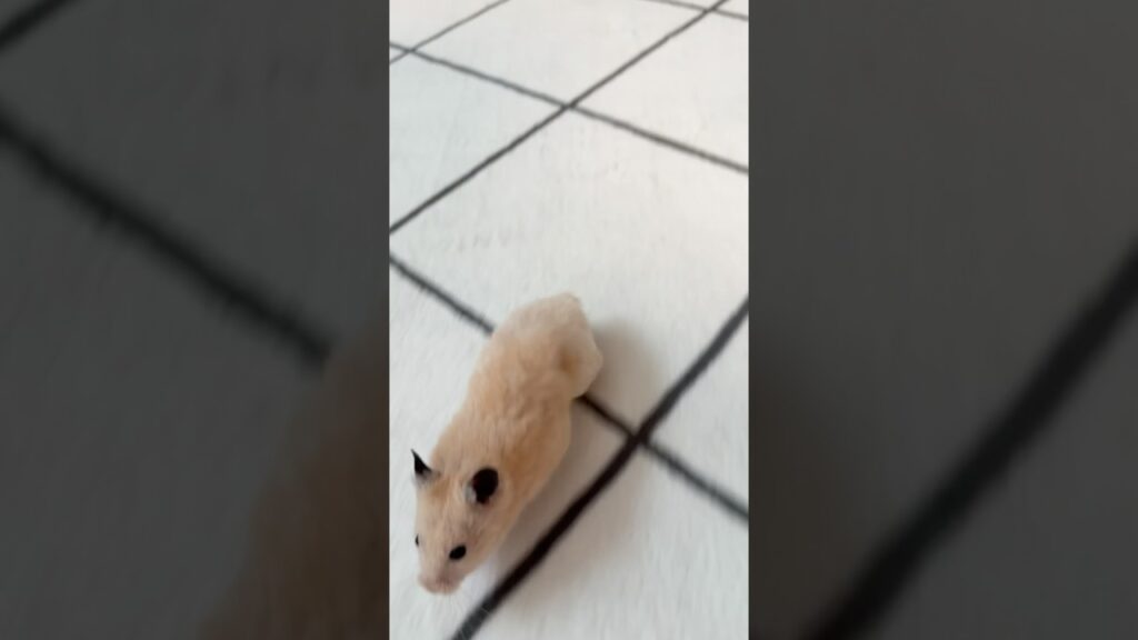 駆け寄るハムスター #hamster #ゴールデンハムスター #癒し