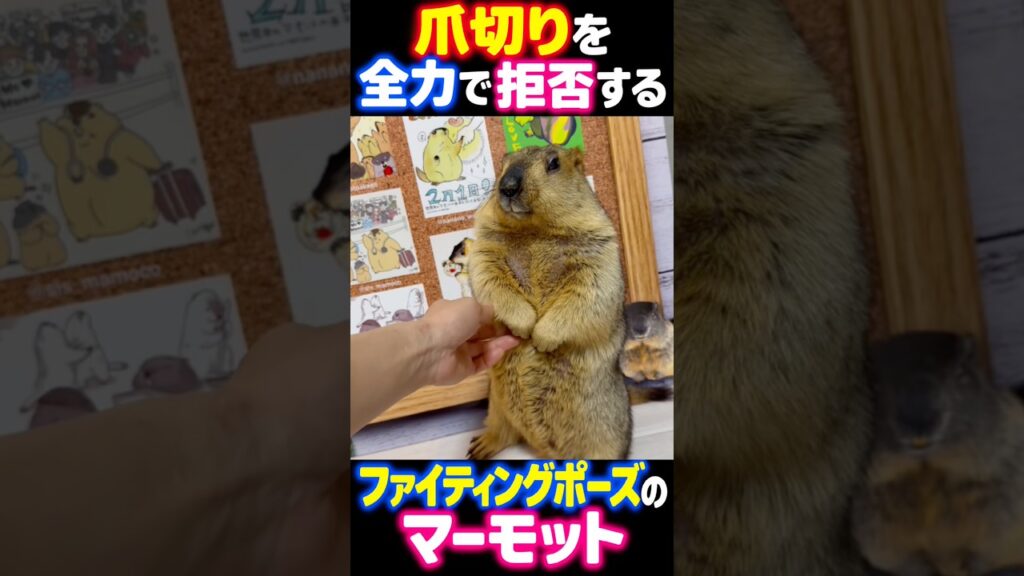 光の速度でお断りするマーモットのまもち #マーモット #まもち #癒し #かわいい