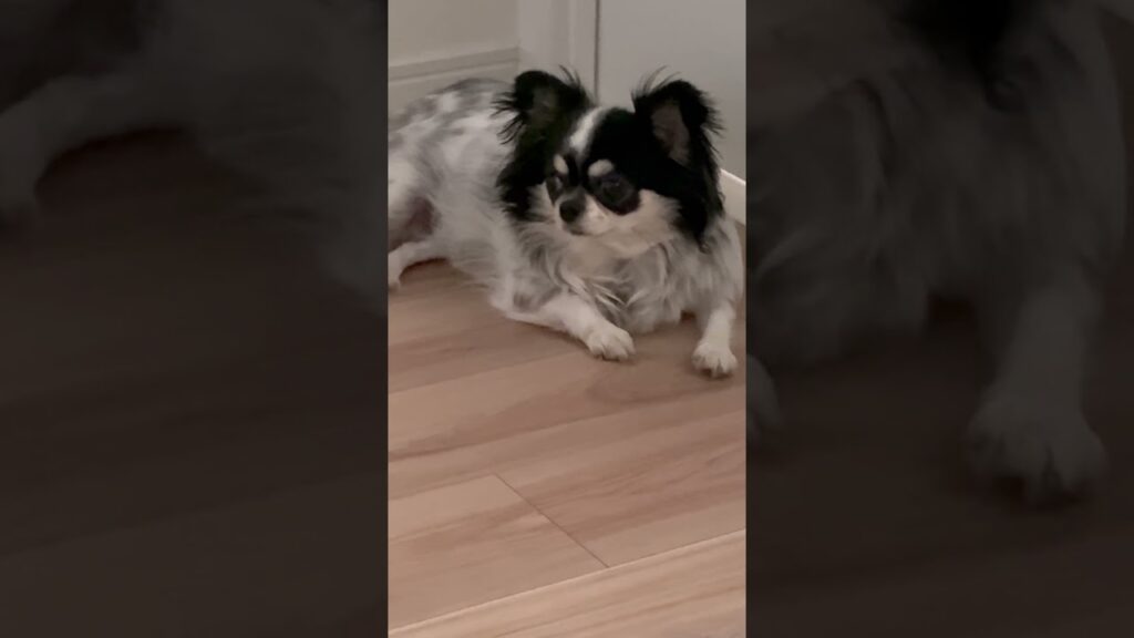 それで隠れてるつもりかい？？？ #チワワ #ちわわ #chihuahua #癒し #mydog #shorts