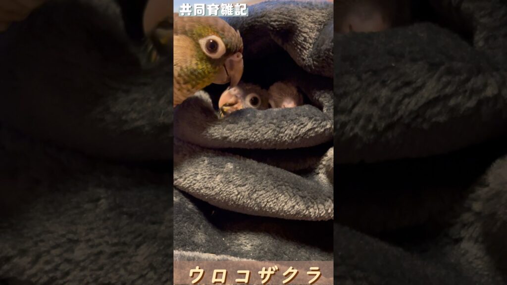 踏んじゃった #ウロコインコ #癒し #ホオミドリアカオウロコインコ#pyrrhura #parrot #共同育雛#インコ #雛 #かわいい #小鳥 #鳥