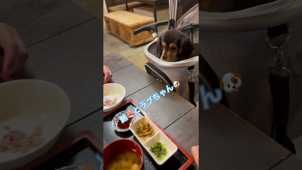 三浦半島有魚亭#ラブちゃん #カニヘンダックス #可愛い #癒し #かわいい #犬のいる生活 #愛犬 #愛犬がいる暮らし #三浦半島 #有魚亭#鮪
