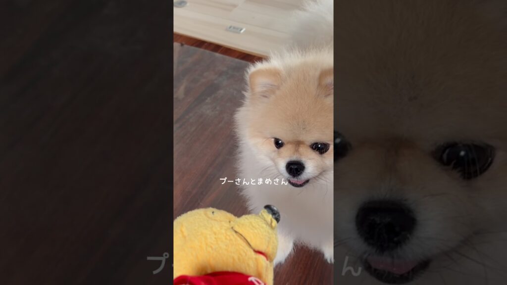 ぷーさんとポメラニアンまめさん #癒し #dog #ポメラニアン #犬のいる暮らし