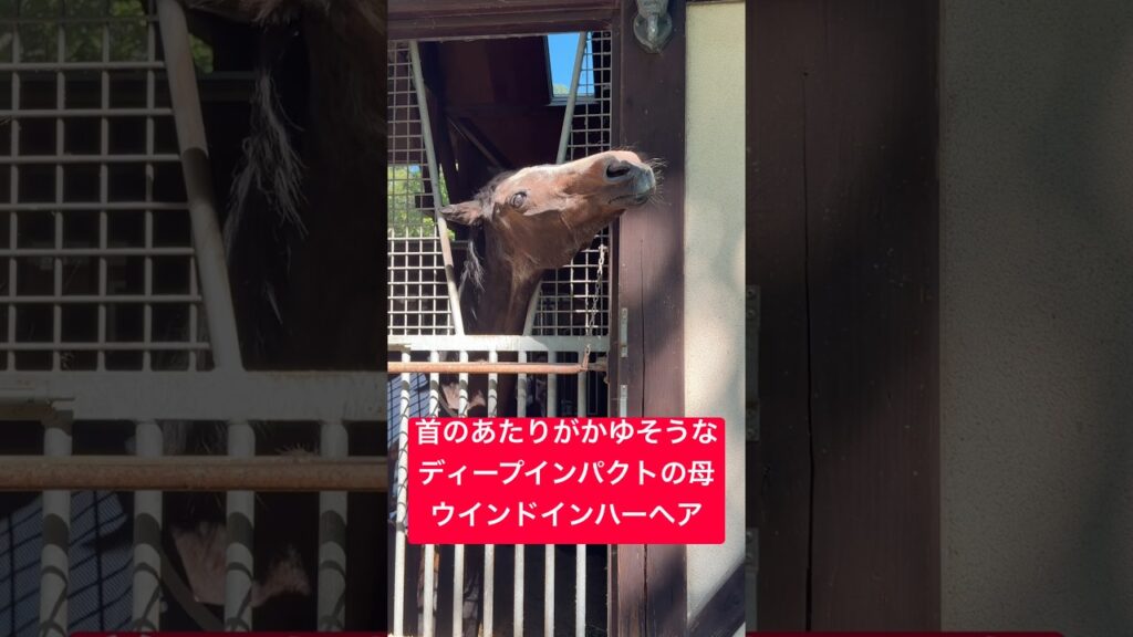 【ウインドインハーヘア】 ディープインパクトとブラックタイドの母という偉大で長寿の馬が首のあたりをかゆそうにするかわいい様子 #癒し #競馬 #shorts #shortvideo