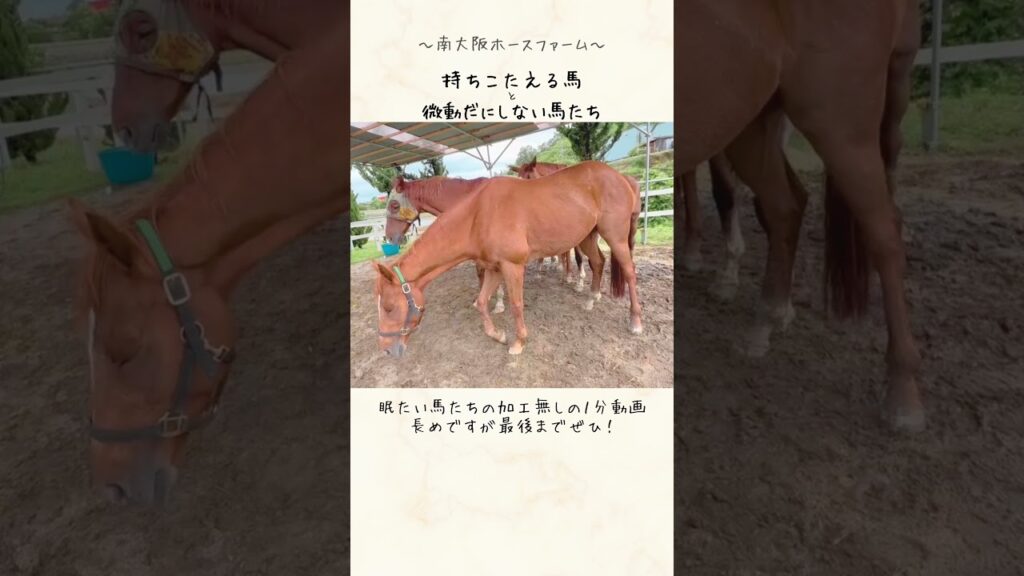 🐴癒しの馬動画✨　台風一過、風が強い一夜を過ごした馬たち、寝不足気味なのでしょうか？うとうと・・・・・・。アッ！と声がでちゃうかもなラストです。#馬#放牧#乗馬クラブ#癒し#乗馬クラブクレイン