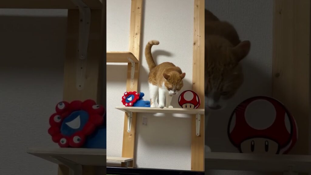 腹が減った玉次郎😊#ねこ #猫 #癒し #玉ちゃん #shorts