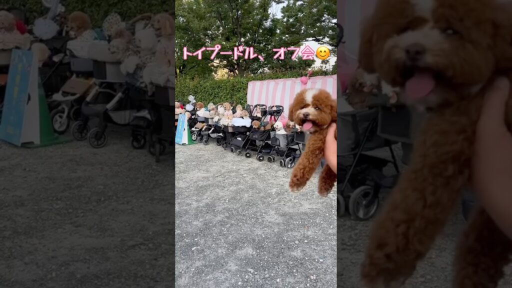 #toypoodle #トイプードル #家族 #癒し #可愛い #dogyoutube #Dogstagram 何かのイベントでトイプーオフ会してた！