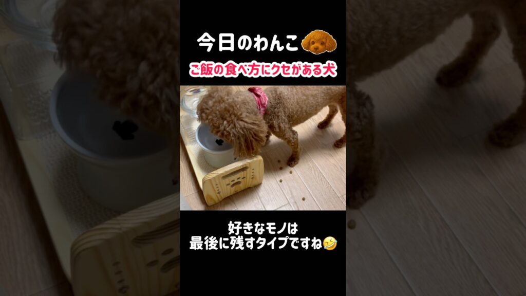 今日のわんこ🐶 #dog  #streetdog #dogshorts #癒し #あるある #いぬのいる生活