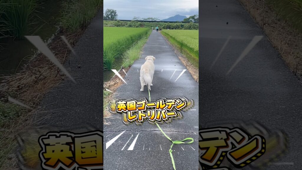 けなげに待つ犬　#犬 #大型犬 #ゴールデンレトリバー #癒し #愛犬#かわいい犬