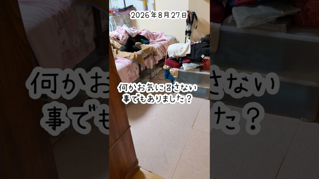 くぅちゃん召集66 #kawaii #cute #ねこ #癒し #黒猫