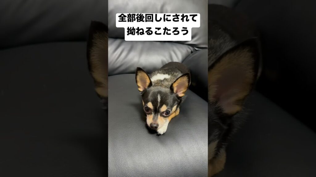 #チワワ #わんこ #可愛い #癒し #いぬのいる生活 #chihuahua #shortvideo