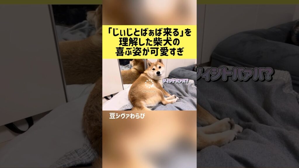 「じぃじとばぁば来る」を理解した時の喜ぶ姿が可愛すぎ #shortvideo  #shibainu #shorts