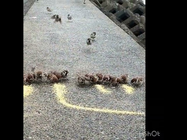 【癒し】エサで作った「心」にピョンピョン集まるスズメが可愛すぎて❤️   #すずめ #birds #javasparrow #文鳥 #cute #癒し