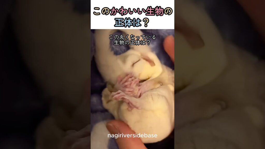 このかわいい生き物の正体は？ #動物 #不思議 #おもしろい #かわいい #癒し