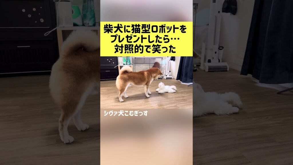 柴犬兄妹に猫型ロボットをプレゼントしたら…対照的で笑った #shibainu #shorts #柴犬