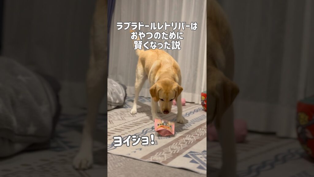 ラブラドールレトリバーはおやつを食べるために賢くなった説★#shorts #labradorretriever #ラブラドール #可愛い #癒し #ぼんちゃん #大型犬