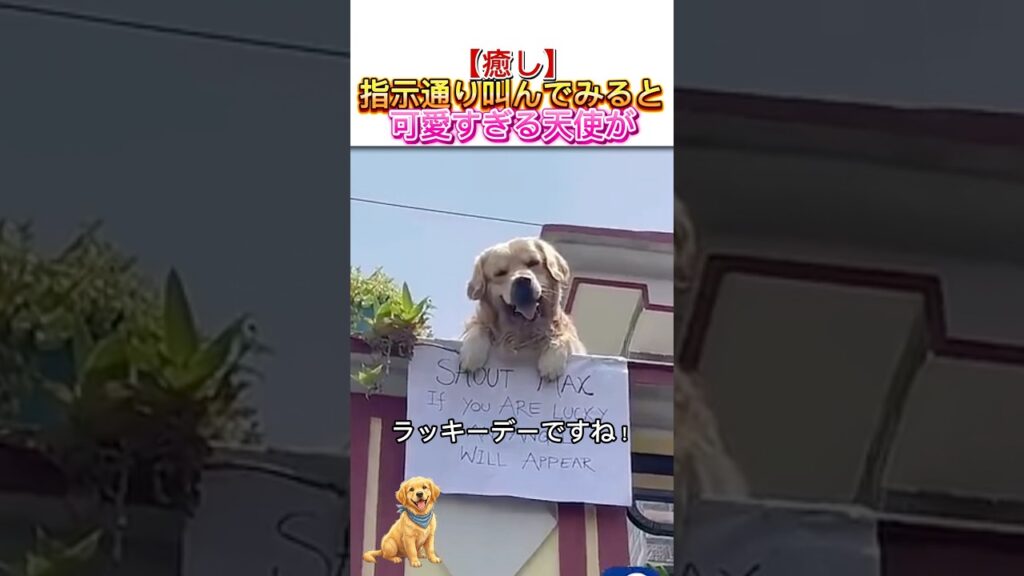 【癒し】指示通り叫んでみると、可愛すぎる天使が現れる？🐶