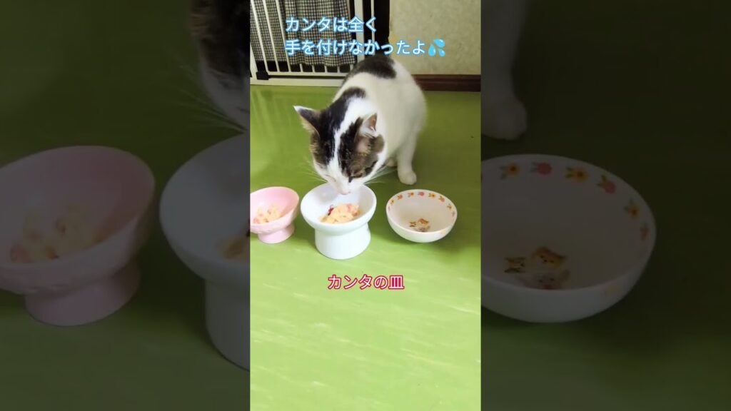 猫✨お任せします💕 #shorts #cat #猫 #癒し #子ネコ #猫のいる暮らし #可愛い