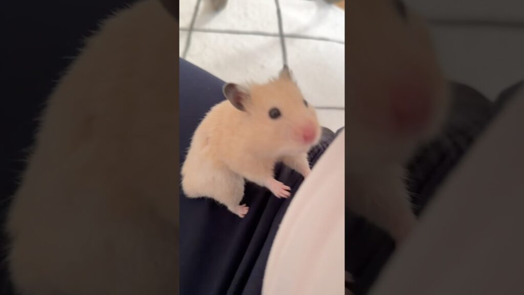 ベタベタなハムスター #hamster #ゴールデンハムスター #癒し