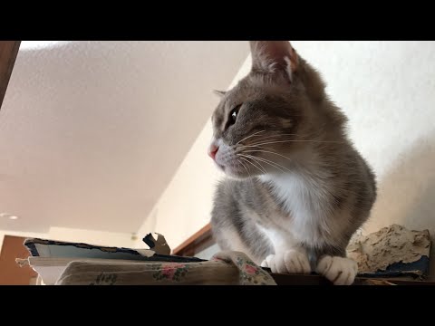 お昼の癒し、猫さんLive