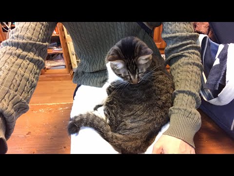 お昼の癒し、猫さんLive