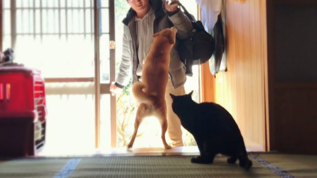 疲れて帰宅した飼い主を全力で癒してくれる犬と猫 Dog and cat welcoming owners home