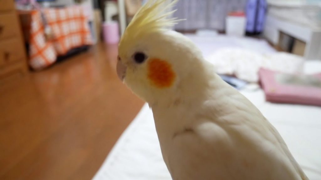 【Cockatiel】オカメインコが大好きな人のための動画【癒し】