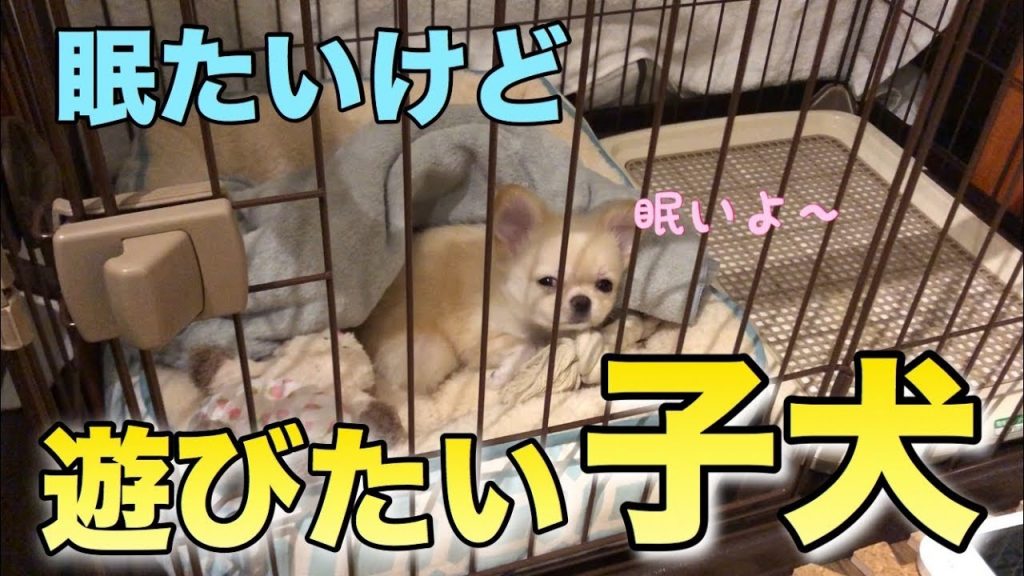 🔴遊びたいけど眠たい子犬【子犬】【可愛い】【癒し】【チワワ】