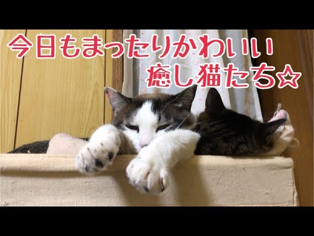 今日もまったりかわいい癒し猫たち☆の巻【うちの子４にゃんず】