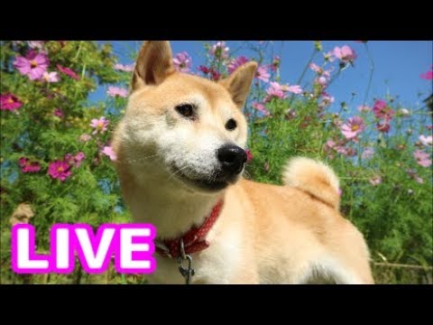 柴犬小春 　LIVE 冷房ONと共に突然笑いだすゲラ男！