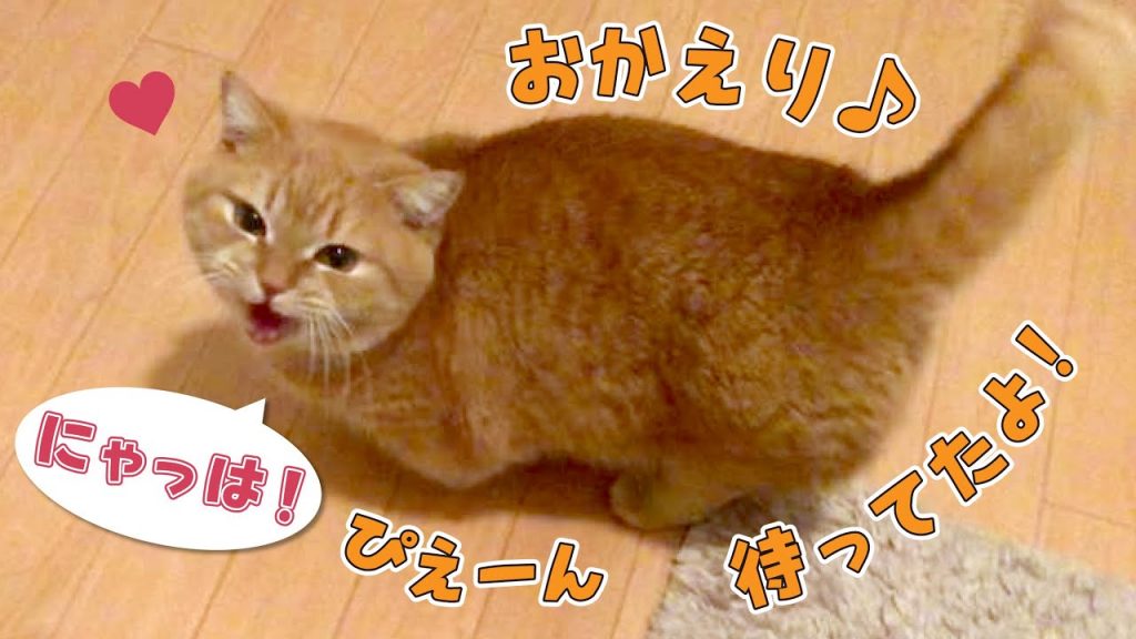 癒しのおかえり１週間！おしゃべりが止まらない短足ねこが玄関でお出迎え７連発！