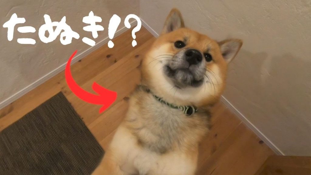 猫みたいに鳴いちゃう時も！？柴犬のいる癒しの日常。ShibaInu’s life is the best