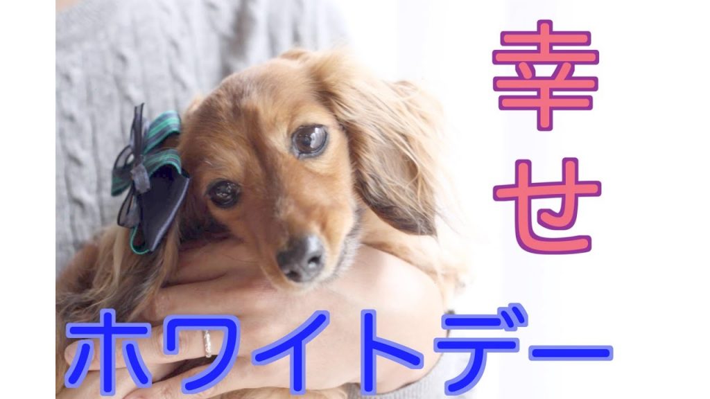 【癒し】まるで恋人の様にホワイトデーを過ごす愛犬とパパ【カニンヘンダックスえびすの日常】#74