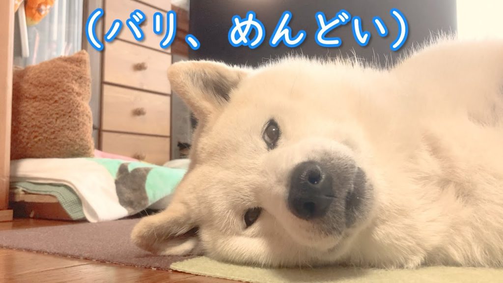 仕事終わり、柴犬と癒しのひと時