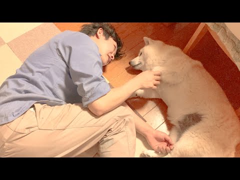 見てくれる皆様の１日の疲れを癒してくれる柴犬