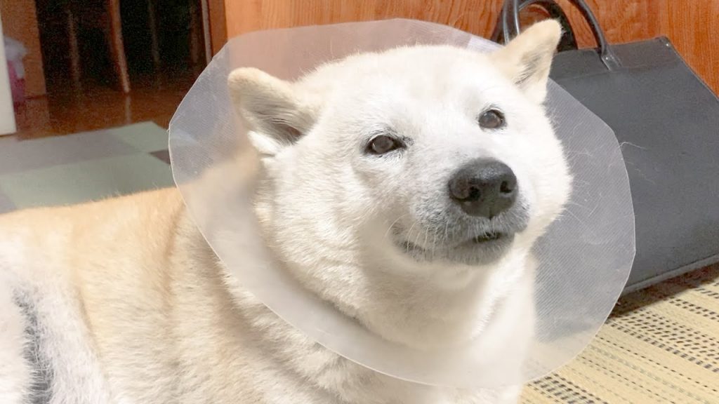 優しいお顔の癒し系柴犬、たっぷり２時間仮眠でスッキリした顔になる