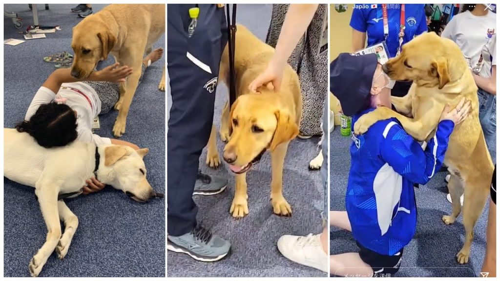 [和訳]イスラエル代表選手の盲導犬が選手村の癒しでしかない動画