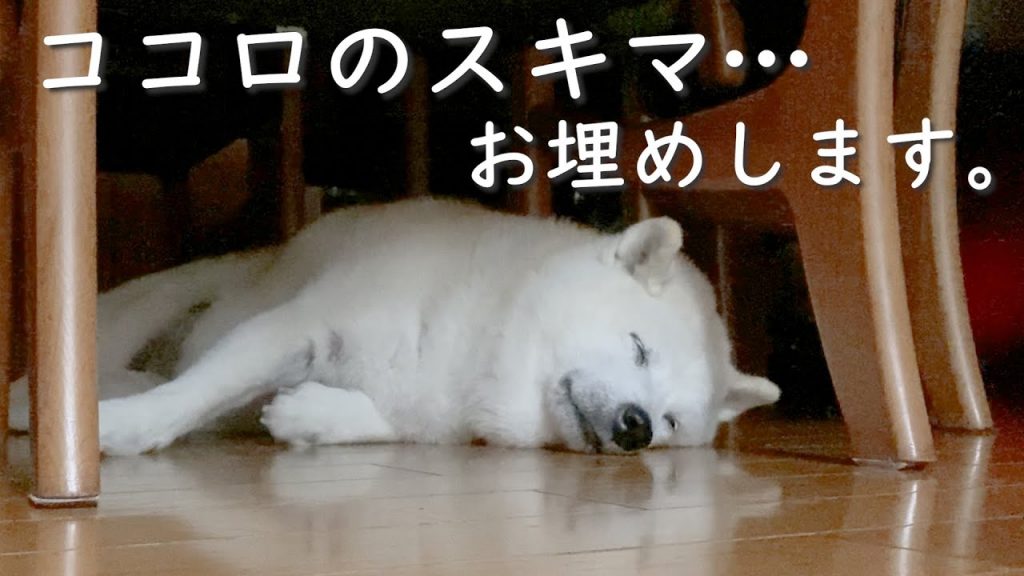 安らぎの癒し空間へようこそ【柴犬】