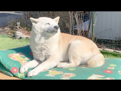 癒し系柴犬の最終形態