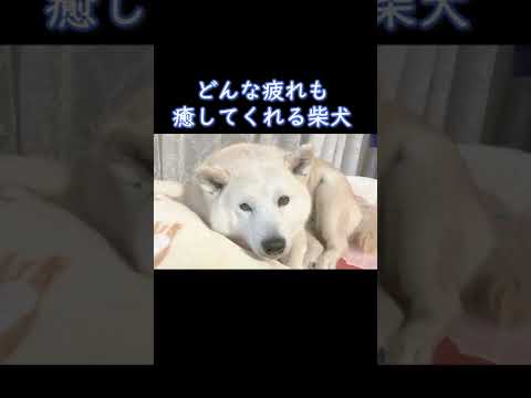 どんな疲れも癒してくれる柴犬 #Shorts