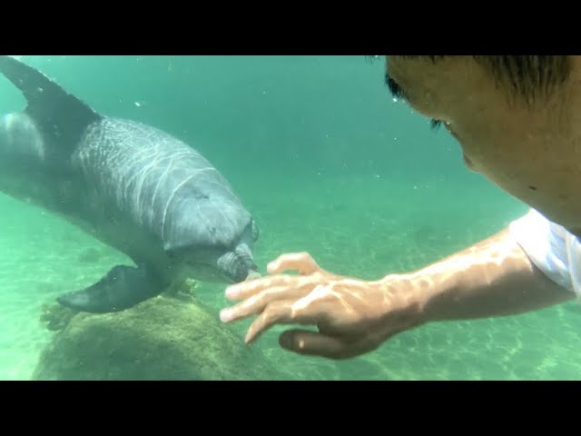 癒しを求めて海沿いに家借りたら、初っ端から野生のイルカに出会った