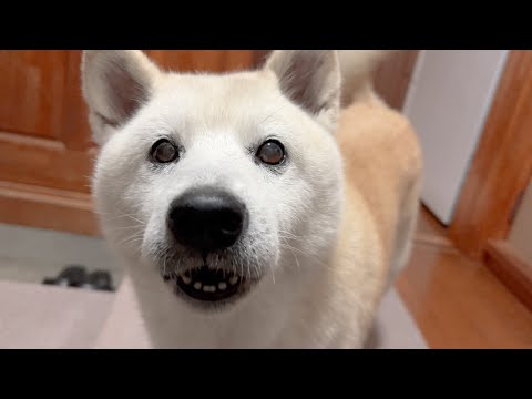 尻尾ブンブン丸＆癒しボイスでお出迎えしてくれる最高の柴犬