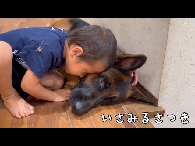 シェパードを可愛がる〜幼稚園から帰ってきたら癒しを貰う子供〜